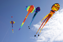 picture of kites